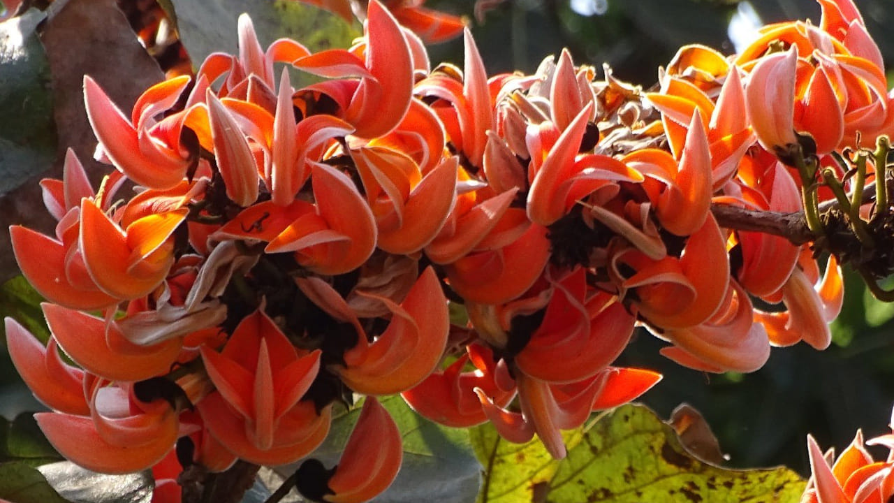 శరీర వేడిని తగ్గిస్తుంది: వేసవి కాలంలో శరీరం వేడెక్కినప్పుడు, మోదుగ పూలను రాత్రంతా నీటిలో నానబెట్టి, మరుసటి రోజు ఆ నీటితో స్నానం చేస్తే శరీరానికి చల్లదనం లభిస్తుంది. అలాగే ఈ నీటిని తాగడం వల్ల వడదెబ్బ నుంచి ఉపశమనం పొందవచ్చు.