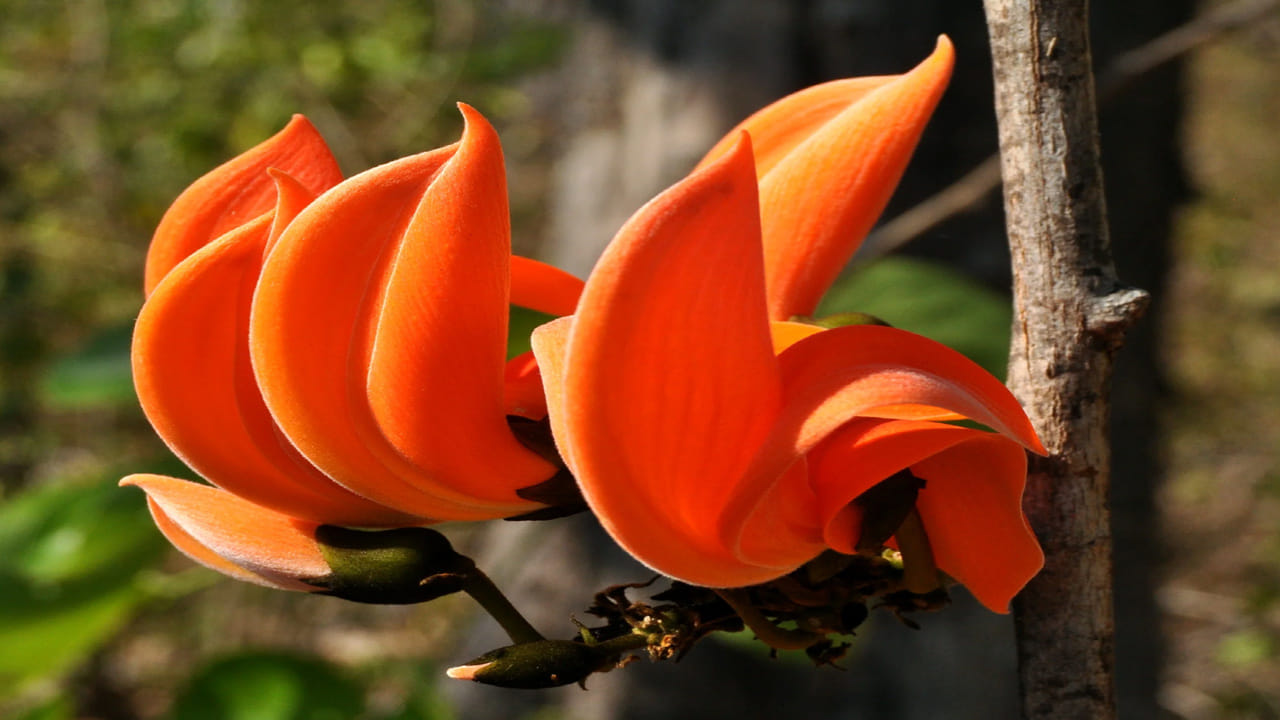 మూత్రపిండాల సమస్యలు: మూత్ర విసర్జన సమయంలో వచ్చే మంటను తగ్గించడంలో మోదుగ పూలు సమర్థవంతంగా పనిచేస్తాయి. ఈ పూల కషాయం తాగడం వల్ల మూత్రపిండాల్లోని రాళ్లు కరగడానికి, మూత్రనాళ ఇన్ఫెక్షన్లు తగ్గడానికి సహాయపడుతుంది.