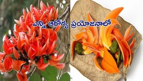 సీజన్‌ అయిపోతుంది? ఈ పూలు ఎక్కడ కనిపించినా వదలకుండా తెచ్చేసుకోండి