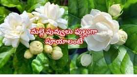 మల్లె మొక్కకు మొగ్గలు రావడం లేదా? ఈ మ్యాజిక్ చిట్కాలతో పూల జల్లు