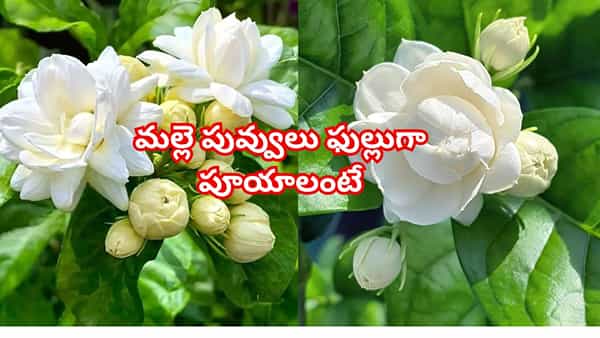 మల్లె మొక్కకు మొగ్గలు రావడం లేదా? ఈ మ్యాజిక్ చిట్కాలతో పూల జల్లు కురిపించండి!
