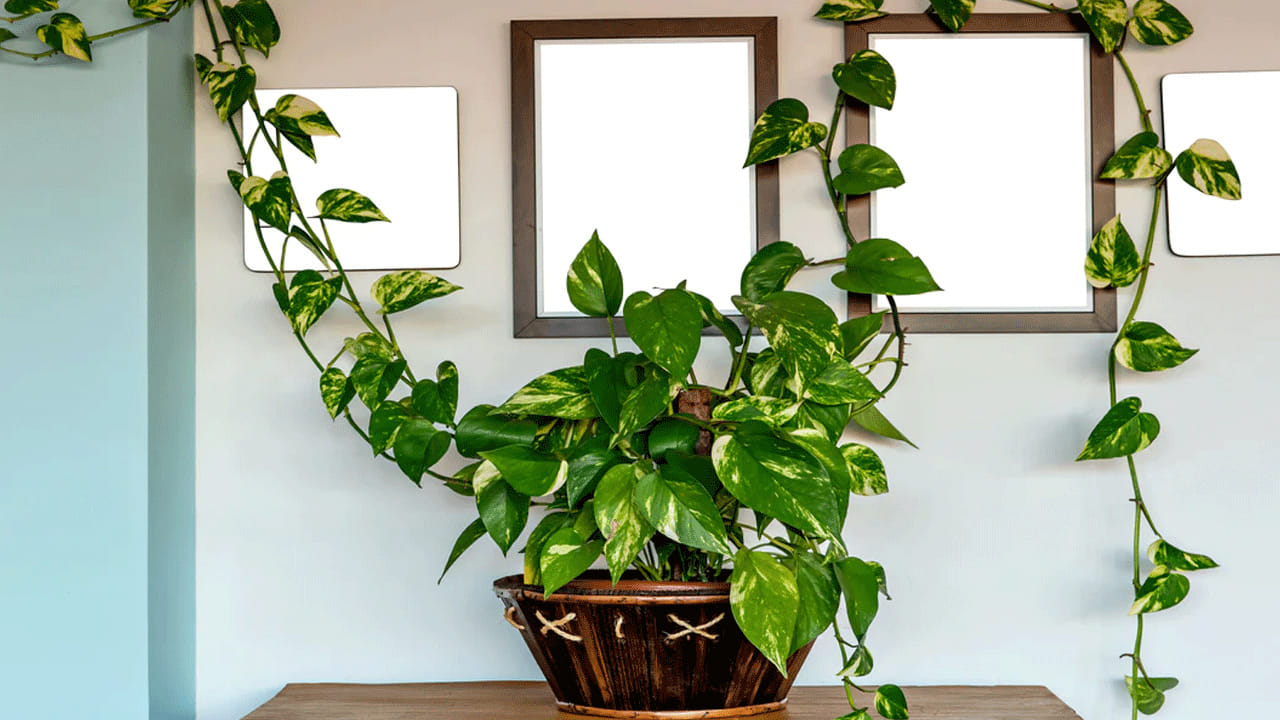 జ్యోతిష్య శాస్త్రంలో వాస్తు శాస్త్రానికి చాలా ప్రాముఖ్యత ఉంటుంది. అంతే కాకుండా వాస్తు శాస్త్రం ఎన్నో విషయాల గురించి తెలియజేస్తుంది. అందుకే ప్రతి ఒక్కరూ తప్పుకుండా వాస్తు నియమాలు పాటించాలిని చెబుతుంటారు. ఎవరు అయితే వాస్తు నియమాలు పాంటించరో వారు అనేక సమస్యలతో ఇబ్బంది పడుతారు. అయితే ఈ వాస్తు శాస్త్రం ప్రకారం అద్దె ఇంటిలో మనీ ప్లాంట్ పెంచుకోవచ్చా? అంటే? 