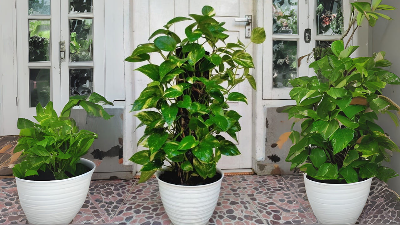 దొంగతనం చేస్తే ఫలితం ఉండదు: వాస్తు శాస్త్రం ప్రకారం, మనీ ప్లాంట్‌ను ఎప్పుడూ దొంగిలించి తీసుకురాకూడదు. దొంగతనం అనేది ఒక తప్పుడు పని, ఇది నెగెటివ్ వైబ్రేషన్లను కలిగి ఉంటుంది. తప్పుడు మార్గంలో తెచ్చిన మొక్క ఇంట్లో సానుకూల శక్తిని ఇవ్వదు సరిగ్గా, పైగా అది ఆర్థిక ఇబ్బందులకు కారణం కావచ్చని నిపుణులు సూచిస్తున్నారు. ఈ మొక్కను మీ స్వార్జితంతో కొనుగోలు చేసి నాటుకోవడం వల్లనే పూర్తి ఫలితం ఉంటుంది. ఈ మొక్కను డబ్బు ఇచ్చి కొనుగోలు చేసి నాటుకోవడం అత్యంత శుభప్రదం. దీనివల్ల లక్ష్మీదేవి అనుగ్రహం లభిస్తుంది. 