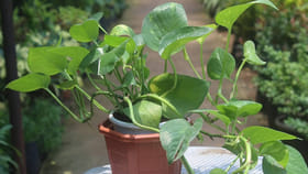 మనీ ప్లాంట్ గుబురుగా, అందంగా పెరగాలంటే జస్ట్ ఇలా చేయండి చాలు..