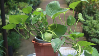 గోళ్లు ఇలా ఉంటే మీరు అదృష్టవంతులే! సాముద్రిక శాస్త్రం ఏం చెబుతోంది?