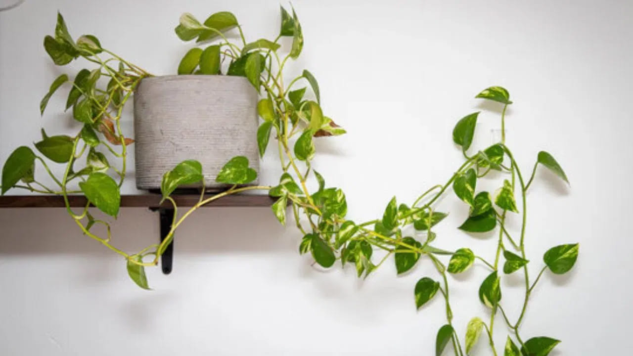 వాస్తు శాస్త్రం ప్రకారం, ఇంటిలో మనీ ప్లాంట్ పెంచుకోవడం చాలా మంచిది. ఇది వాస్తు పరంగా , ఆరోగ్యపరంగా అన్ని విధాలా కలిసి వస్తుంది. ముఖ్యంగా ఇంటి ప్రధాన ద్వారం వద్ద మనీ ప్లాంట్ మొక్కను పెంచడం వలన ఇది ఇంటిలోకి సానుకూల శక్తిని పెంపొందిస్తుందని చెబుతున్నారు వాస్తు శాస్త్ర నిపుణులు.