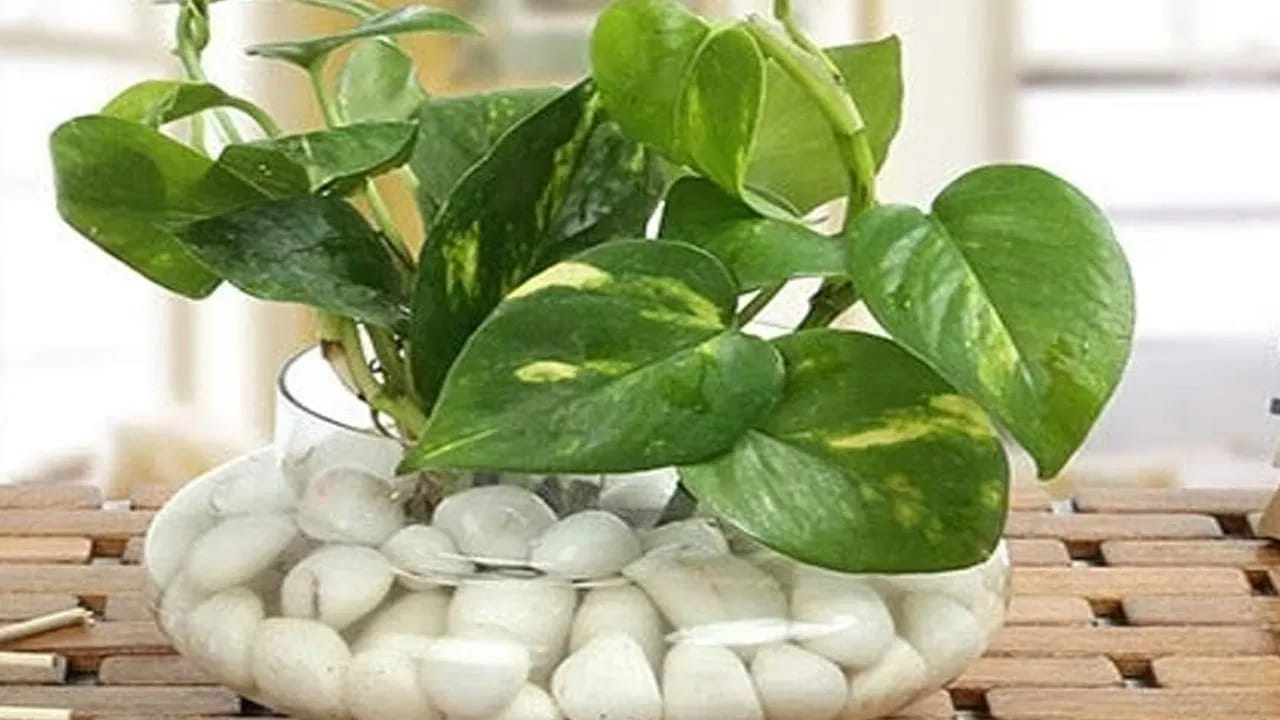 అలాగే వాస్తు శాస్త్రం ప్రకారం మనీ ప్లాంట్ మొక్కను సరైన దిశలో పెట్టాలి. దీనిని తూర్పు లేదా ఉత్తరం దిశలో పెట్టడం వలన అన్ని విధాలుగా కలిసి వస్తుందని చెబుతున్నారు నిపుణులు. ముఖ్యంగా తెల్లటి కుండీలో దీనిని పెంచడం వలన సానుకూల శక్తి పెరుగుతుందంట. నోట్ : ఈ వార్తలలో ఇవ్వబడిన సమాచారం మత విశ్వాసాలపై ఆధారపడి ఉంది. పాఠకుల ఆసక్తి మేరకు.. పలువురు పండితుల సూచనలు, వారి తెలిపిన అంశాల ఆధారంగా అందించినవి మాత్రమే.. వీటిలో ఎలాంటి శాస్త్రీయ ఆధారాలు లేవని పాఠకులు గమనించాలి. టీవీ9 తెలుగు దీనిని ధృవీకరించలేదు