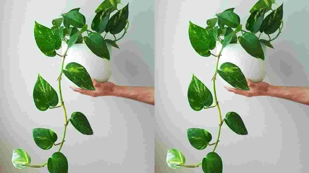 మనీ ప్లాంట్ మొక్కకు ఎరుపు దారం కట్టడం చాలా శుభప్రదం. వాస్తు శాస్త్రం ప్రకారం, ఎవరి ఇంటిలో అయితే మనీ ప్లాంట్ మొక్క ఉంటుందో, వారు తమ మొక్క కుండీ చుట్టు లేదా, మొక్కకు ఎరుపు రంగు దారం కట్టడం వలన లక్ష్మీదేవి అనుగ్రహం కలిగి, ఇంటిలో సంపద పెరుగుతుంది. ఇంటి వద్ద ప్రశాంతమైన వాతావరణం నెలకుంటుంది.