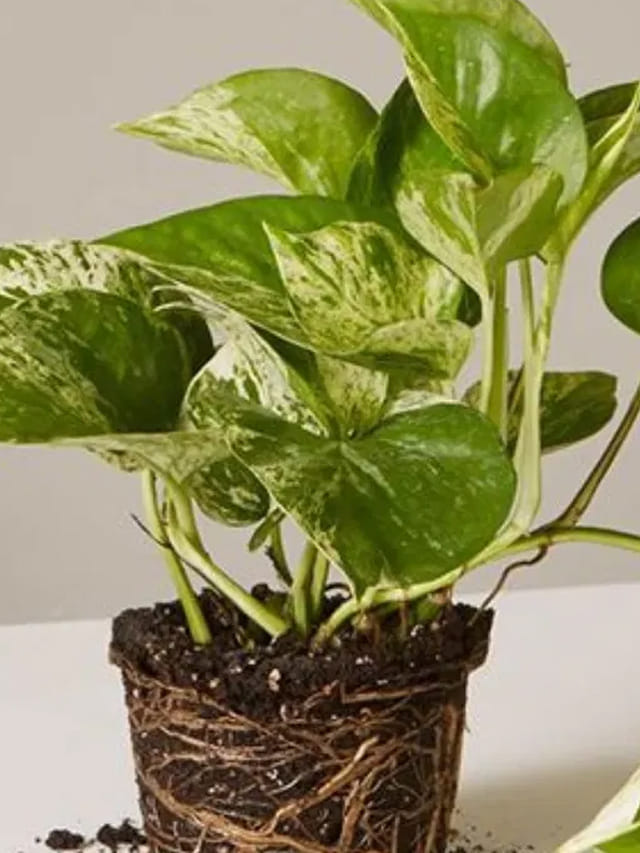 మనీ ప్లాంట్ దొంగిలించి ఇంట్లో నాటుతున్నారా? ఈ తప్పు చేస్తే మొత్తం దరిద్రమే