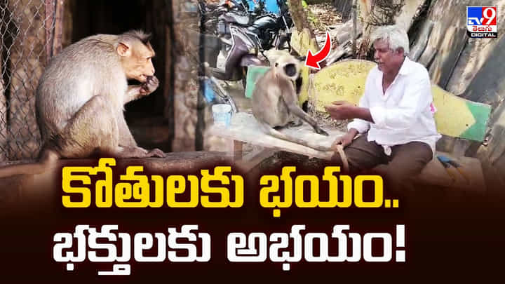 కోతులకు భయం.. భక్తులకు అభయం !! హనుమంతుడి రూపంలో ఆశీస్సులు కోతులకు భయం.. భక్తులకు అభయం !! హనుమంతుడి రూపంలో ఆశీస్సులు