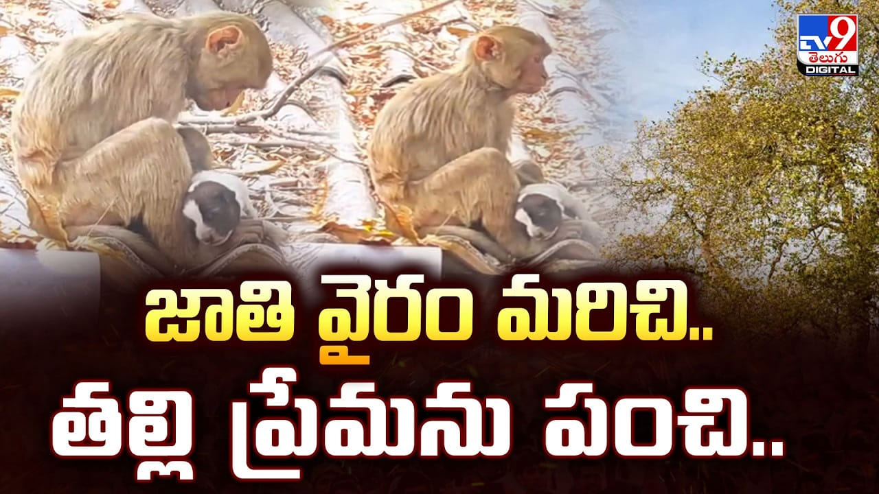జాతి వైరం మరిచి.. తల్లి ప్రేమను పంచి.. మానవత్వానికి మూగజీవాల పాఠం