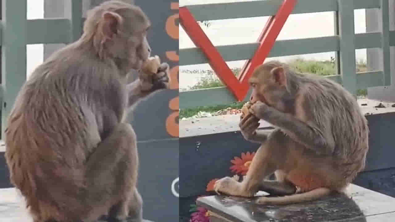 Andhra: వానరం అయితేనేం.. అచ్చం మనిషిలానే ఆలోచిస్తుంది.. వీడియో చూస్తే మైండ్ బ్లోయింగ్..