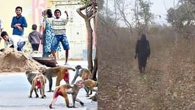 కోతులను తరిమికొట్టేందుకు ఎలుగుబంటిగా మారిన సర్పంచ్