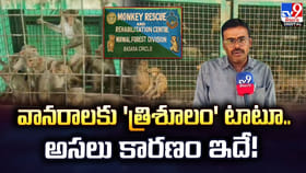 వానరాలకు 'త్రిశూలం' టాటూ.. అసలు కారణం ఇదే