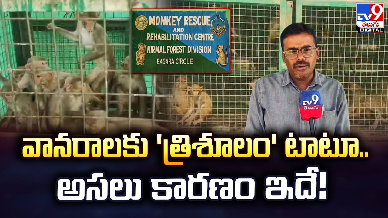 వానరాలకు 'త్రిశూలం' టాటూ.. అసలు కారణం ఇదే వానరాలకు 'త్రిశూలం' టాటూ.. అసలు కారణం ఇదే