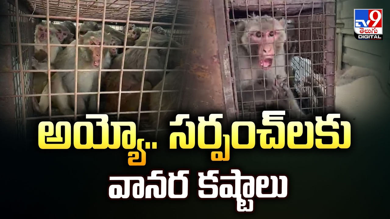 గ్రామ సర్పంచ్‌లు తలలు పట్టుకునేలా చేస్తున్న కోతులు.. అయ్యో పాపం