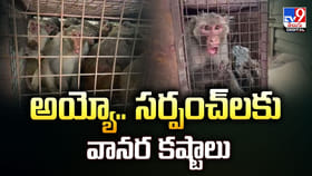 గ్రామ సర్పంచ్‌లు తలలు పట్టుకునేలా చేస్తున్న కోతులు.. అయ్యో పాపం