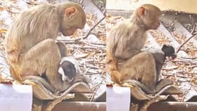 పసికూనకు అమ్మ ప్రేమను పంచిన వానరం..!