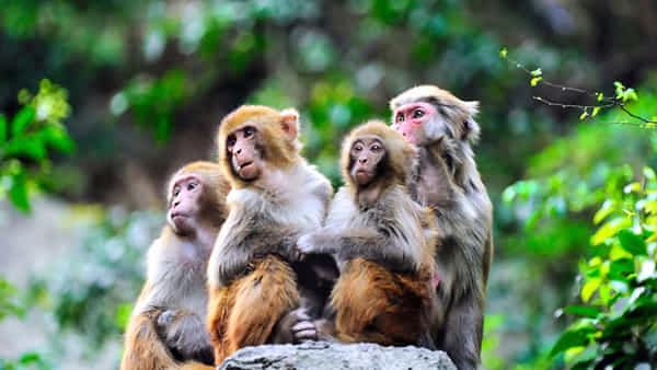 Monkeys Attack: మనిషిని చంపిన కోతులు.. పొలంలో గేదెలు మేపేందుకు వెళ్లగా 20 కోతుల దాడి!