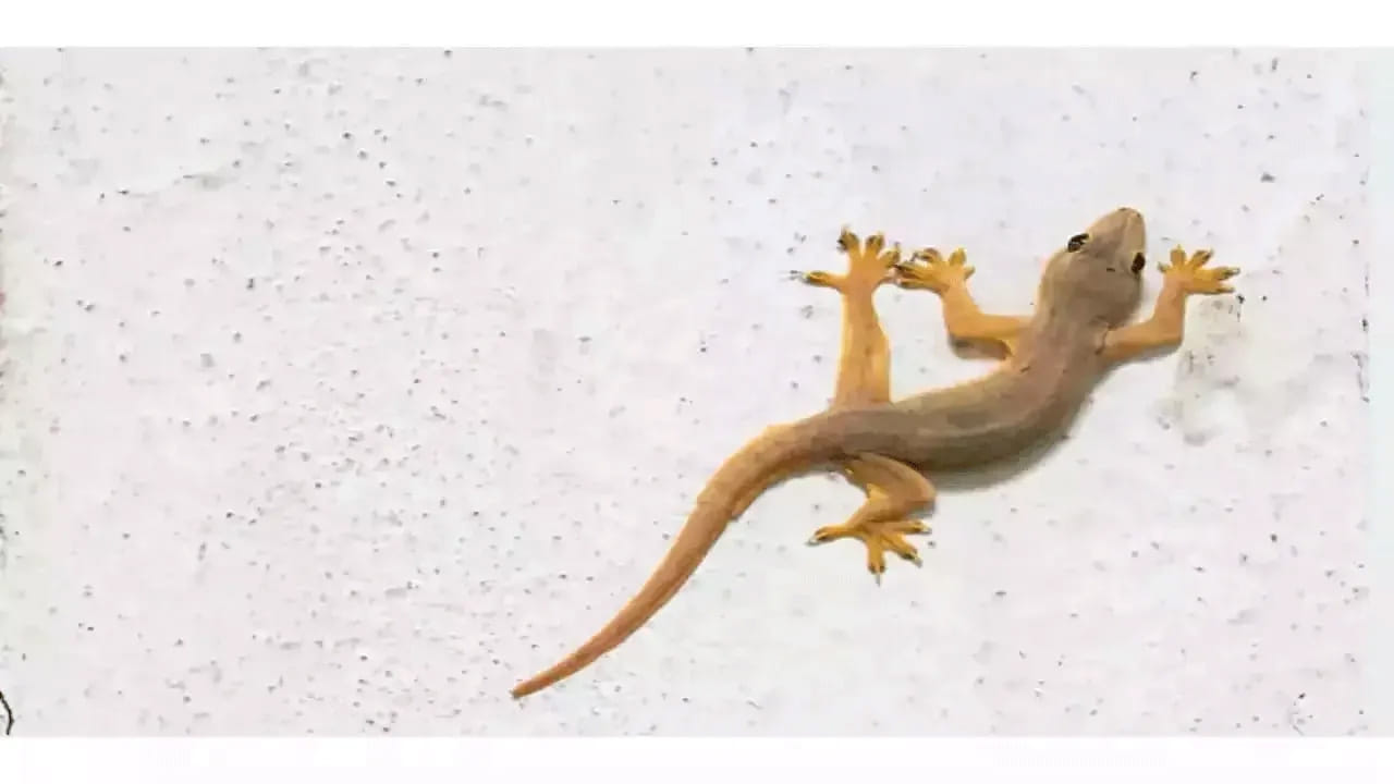 ఉదయం లేచిన వెంటనే ఎవరు అయితే గోడపై పాకుతూ ఉన్న బల్లిని చూస్తారో, వారికి అదృష్టం కలిసి వస్తుందంట. అంతే కాకుండా వారు ఆ రోజు ఏ పని చేసినా అందులో విజయం సాధిస్తారు అని చెబుతున్నారు పండితులు. ముఖ్యంగా ఉదయం లేచిన వెంటనే గోడపై పైకి ఎక్కుతూ ఉన్న బల్లిని చూడటం వలన వారికి అన్ని విధాలుగా కలిసి వస్తుందంట. వారంతా అదృష్టవంతులే లేరని చెబుతున్నారు జ్యోతిష్య శాస్త్ర నిపుణులు.