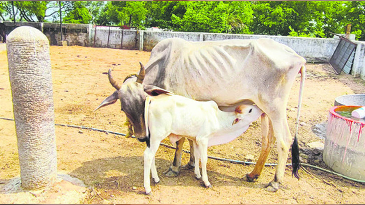 అలాగే ఉదయం లేవగానే ఆవును చూడటం చాలా మంచిది. ముఖ్యంగా గోమాత, తల్లి పాలు తాగుతున్న లేగ దూడ విగ్రహం. ఆవును చూడటం వలన అదృష్టం కలిసి వస్తుందని చెబుతున్నారు పండితులు. ఇది ఇంటిలో ఆనందం, శ్రేయస్సును, చేసే పనుల్లో విజయాన్ని కూడా సూచిస్తుందంట. అందువలన ఎవరు అయితే లేచిన వెంటనే గోమాతను చూస్తారో వారు చాలా అదృష్టవంతులు.