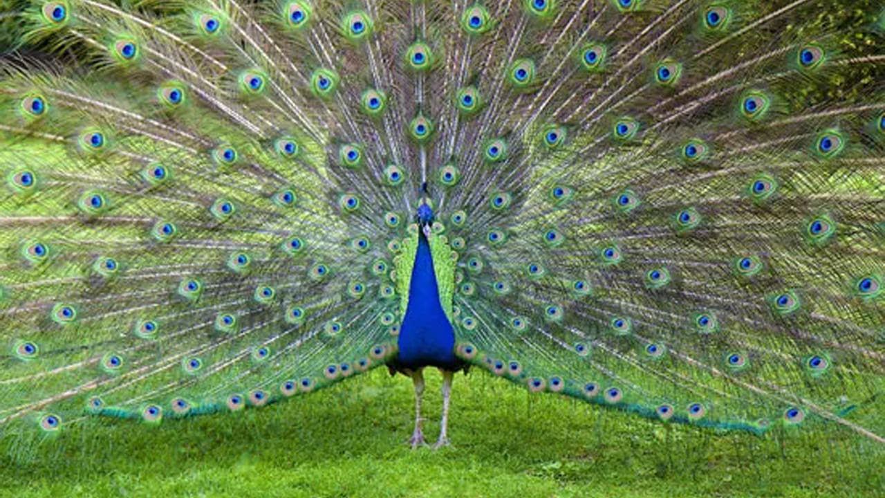 ఎవరు అయితే ఉదయం లేచిన వెంటనే నెమలి కన్నుల చిత్రాలు లేదా, పువ్వులను చూస్తారో వారికి అదృష్టం కలిసి వస్తుంది. ముఖ్యంగా ఆ రోజు ఏ పని ప్రారంభించినా విజయవంతం అవుతుందంట. అలాగే ఆ రోజు అనుకోని విధంగా ప్రయోజనాలు పొందుతారు అని చెబుతున్నారు జ్యోతిష్య శాస్త్ర నిపుణులు.