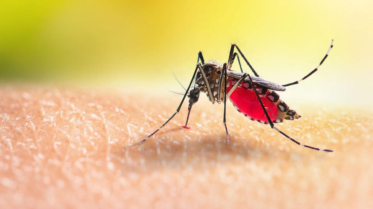 కొంతమంది రకరకాల ఇంటి చిట్కాలను ప్రయత్నిస్తుంటారు. ఈ చిట్కాలలో కొన్నింటి వల్ల దోమలు ఒకటి రెండు రోజుల పాటు మాయమవుతాయి. కానీ మూడవ రోజున దోమలు మళ్లీ గుంపులు గుంపులుగా రావడం మొదలుపెడతాయి. ఇలాంటి పరిస్థితిలో ఒక ఇంటి చిట్కా మీకు ఎంతగానో సహాయపడుతుంది.