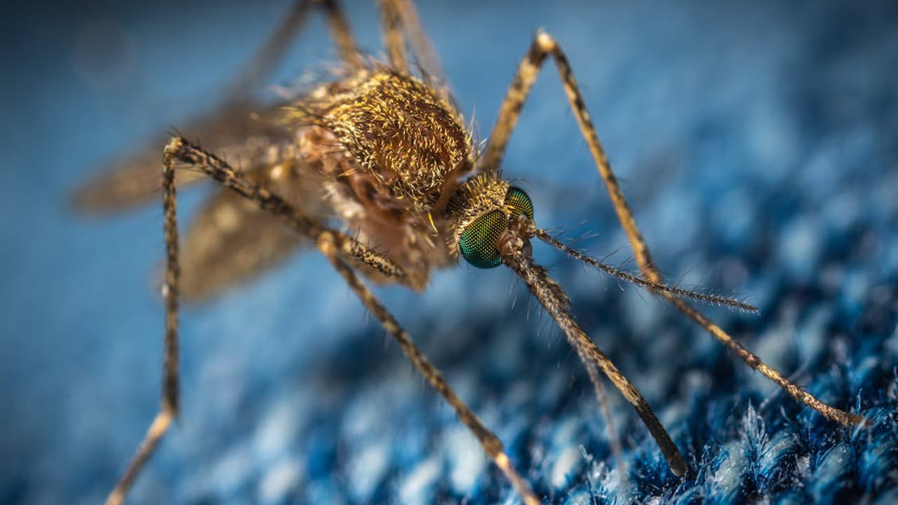 
ఇది చూడటానికి కంటిలో నలుసంత ఉంటుంది కానీ, కుడితే మాత్రం దురద విపరీతంగా వస్తుంది. అదేంటా అని ఆలోచిస్తున్నారా? అది ఇంకేదో కాదండి. మన రోజూ చూస్తున్న దోమ. 
