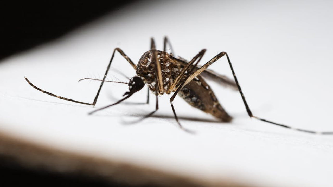 ఒక చిన్న దోమ వల్ల ప్రతి ఏడాది ఎంతో మంది ప్రాణాలు గాల్లో కలిసిపోతున్నాయి. దోమ ఏం చేస్తుందిలే అనుకుంటే పొరపాటే..  నిపుణుల చేసిన పరిశోధనల్లో నమ్మలేని నిజాలు బయట పడ్డాయి.
