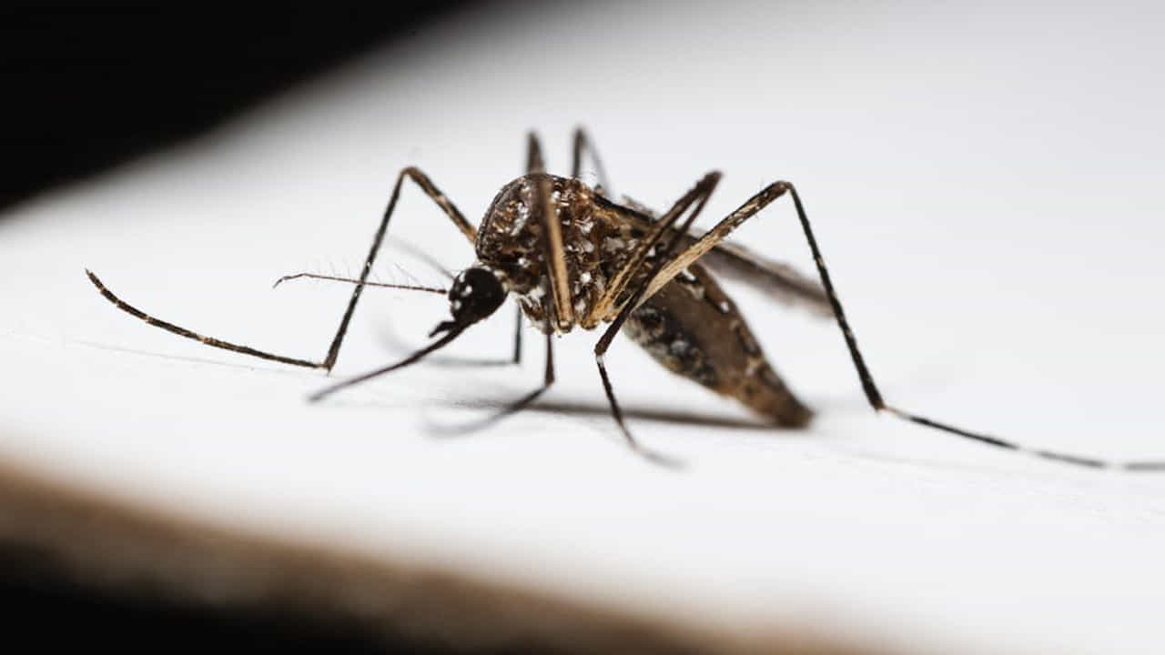 Mosquito 2