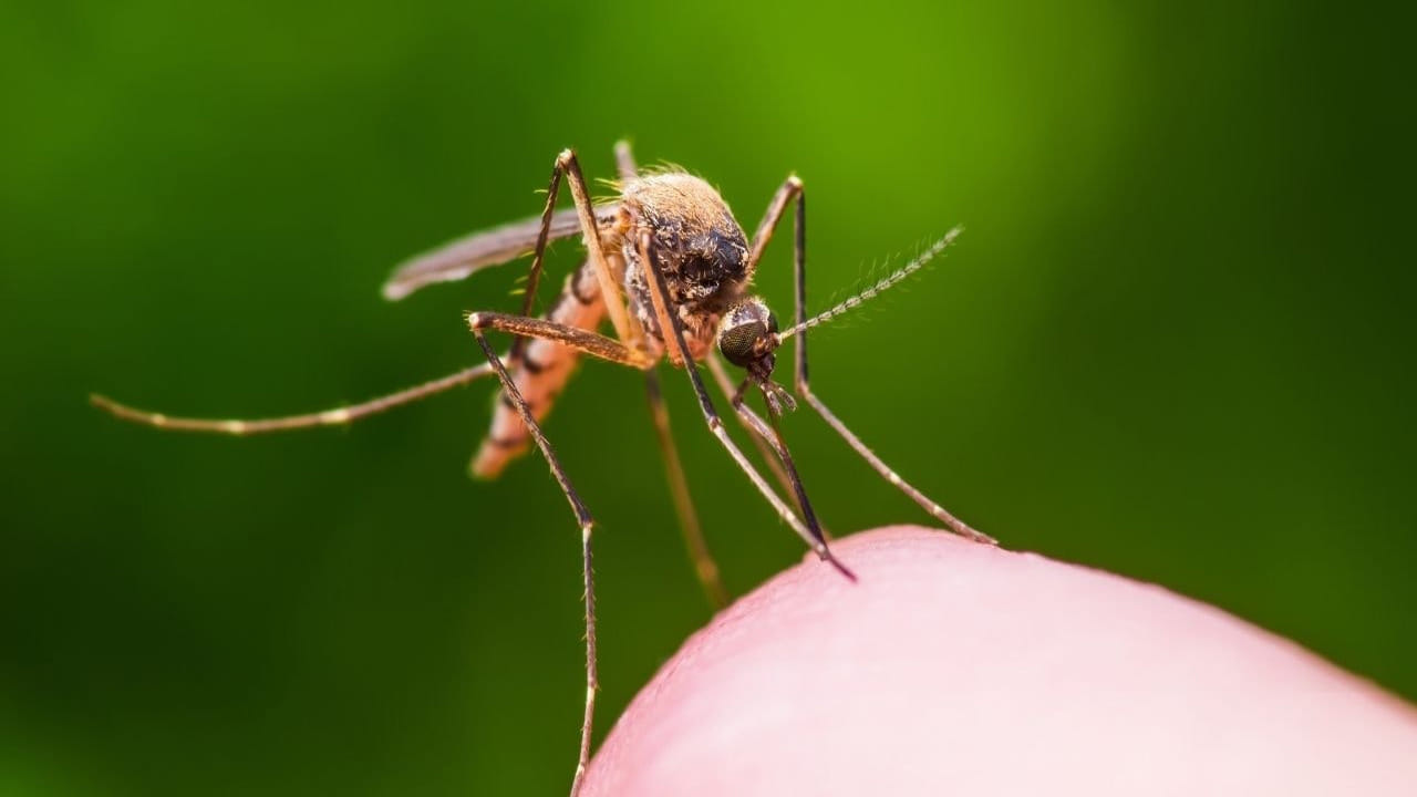 పుదీనా ఆకుల నుంచి తయారుచేసిన ద్రావణాన్ని మీ ఇంటి తలుపులపై ​​చల్లితే, దోమలు ఇంట్లోకి రావు. ఇంట్లోకి ప్రవేశించే వీటి సంఖ్య దోమల సంఖ్య చాలా తక్కువగా ఉంటుంది. ఈ చిట్కాను పాటించడనాకి మీరు ప్రత్యేక జాగ్రత్తలు పాటించల్లిసన అవసరం ఉండదు. అలాగే ఎలాంటి డబ్బు ఖర్చు చేయనవసరం లేదు.