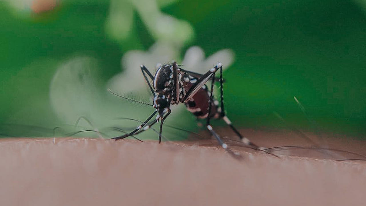 ‘డిస్కవర్ వైల్డ్‌లైఫ్’ చెప్పిన దాని ప్రకారం, ప్రపంచ వ్యాప్తంగా దోమల కుట్టడం వలన పది లక్షల మంది చనిపోతున్నారని తెలిపింది.
అంటే పులి, పాము వల్ల చనిపోయే వారి కంటే రెండు రెట్లు ఎక్కువ. 
