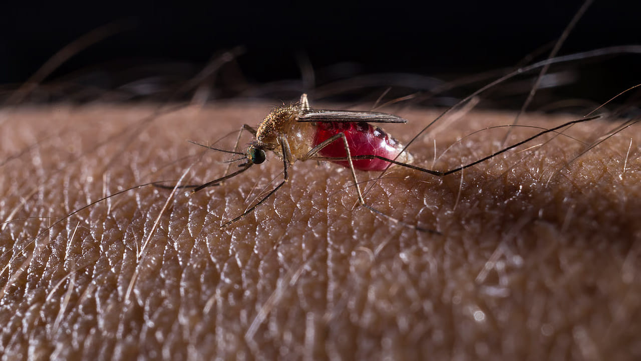 ప్రతి ఇంటి పూజగదిలో కర్పూరం తప్పకుండా ఉంటుంది. పూజ కోసం ఉపయోగించే ఈ కర్పూరంతో దోమలను సులభంగా తరిమికొట్టొచ్చట. ఎలాగంటే సాయంత్రం పూట డోర్లు, కిటికీలు వేసేయాలి. ఆ తర్వాత కర్పూరం, ఎండిపోయిన వేపాకులు కొన్ని తీసుకుని రెండింటినీ కలిపి 10 నిమిషాలు ఇల్లంతా పొగవేయాలి. ఈ పొగకు దోమలు ఇంట్లోకి రావట. ఒకవేళ ఎండిన వేపాకులు లేకపోయినా కర్పూరంతో పొగ వేసి ఇల్లంతా తిప్పితే దోమలు పారిపోతాయట.