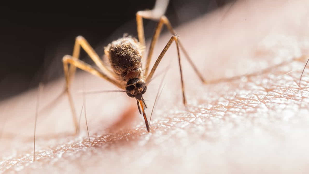 Mosquito 4