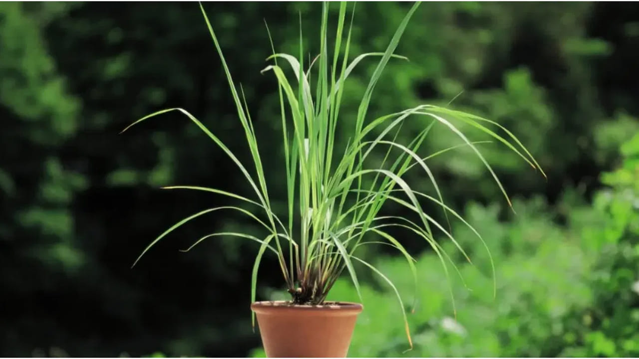 నిమ్మగడ్డి: నిమ్మగడ్డిలో సిట్రోనెల్లా అనే సహజ సిద్ధమైన నూనె ఉంటుంది. ఈ మొక్క వెదజల్లే సువాసన దోమలను ఇంట్లోకి రాకుండా చేస్తుంది. అంతేకాదు ఈ ఆకులను నేరుగా చర్మంపై రుద్దుకుంటే దోమలు అస్సలు కుట్టవు. ఇది ఒక అద్భుతమైన నేచురల్ రిపెల్లెంట్‌లా పనిచేస్తుంది.
