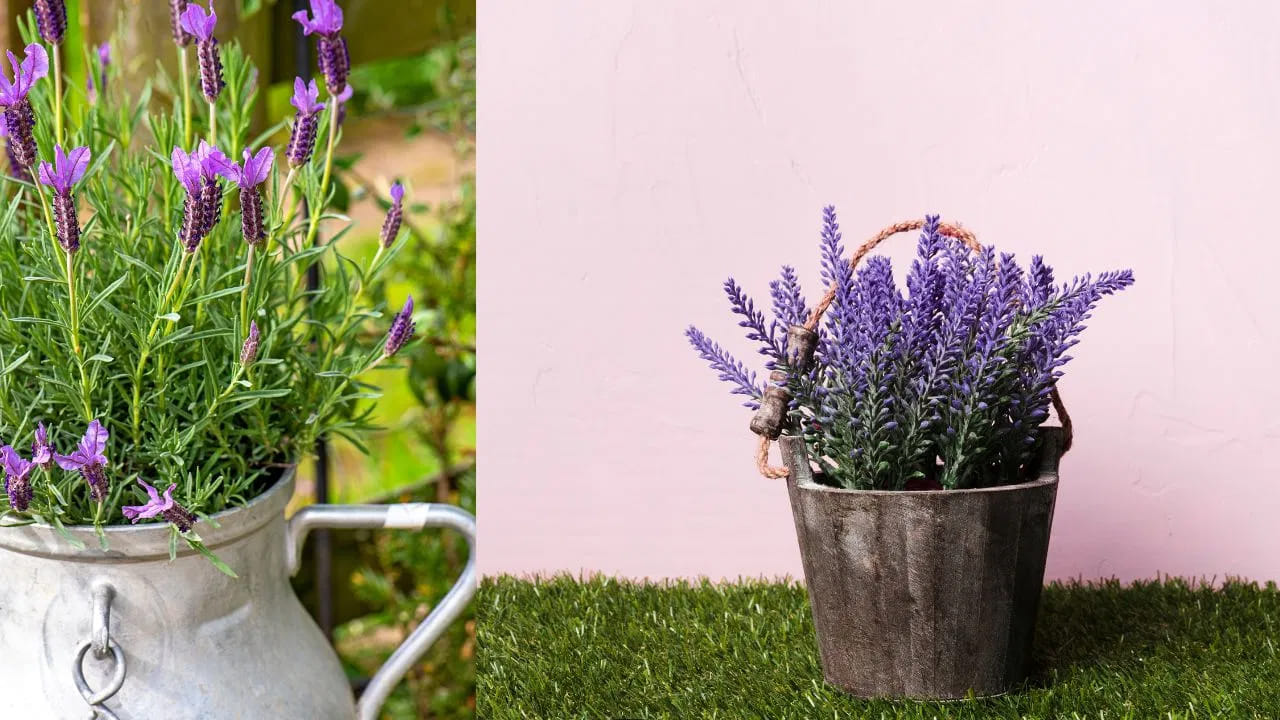 లావెండర్: లావెండర్ అంటే మనకు సువాసన.. కానీ దోమలకు మాత్రం అది పీడకల. ఈ మొక్క నుండి వచ్చే ఘాటైన వాసనను దోమలు అస్సలు భరించలేవు. దోమలే కాకుండా ఇతర హానికర కీటకాలు కూడా ఈ మొక్క దగ్గరకు రావు. మీ కిటికీల దగ్గర ఈ మొక్కను ఉంచితే దోమలు ఇంట్లోకి రాకుండా అడ్డుకోవచ్చు.
