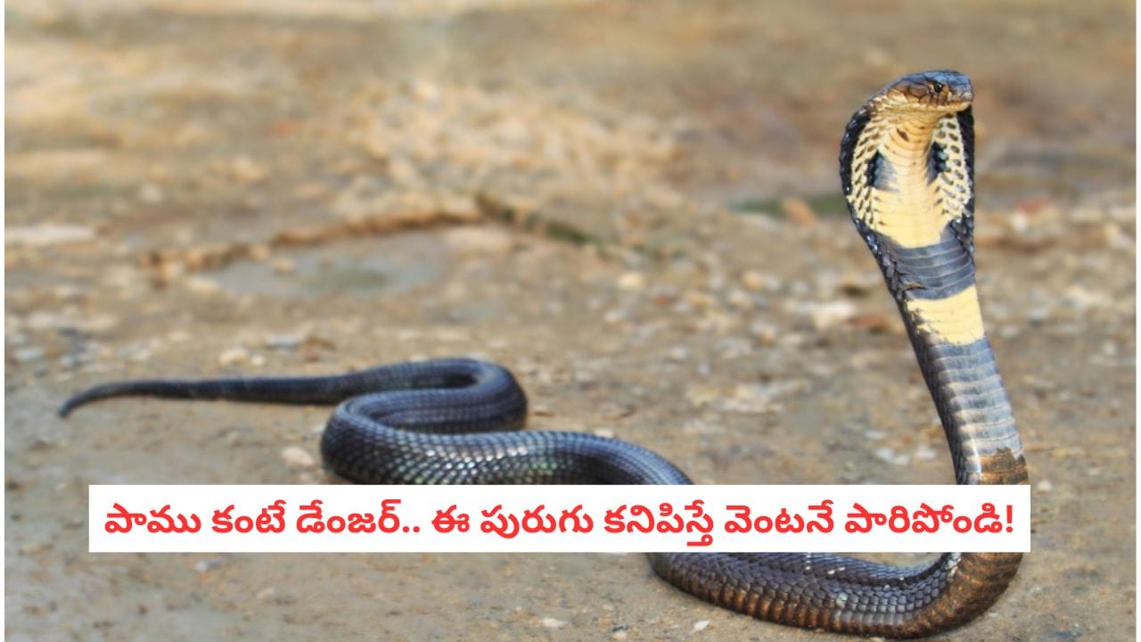 Deadly Insects: ఈ జీవులు పాము కంటే డేంజర్.. ఒక్క కాటుతో మనిషిని నిద్రలోనే అంతం చేయగలవు..