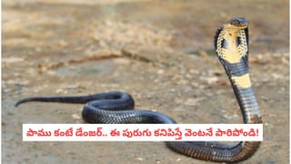 2026లో బెస్ట్ బడ్జెట్ 1.5 టన్ విండో ఏసీలు..అదిరిపోయే ఫీచర్లు, అందుబాటు ధరల్లో.. ఇంట్లో ఉంటే చలితో వణుకే!