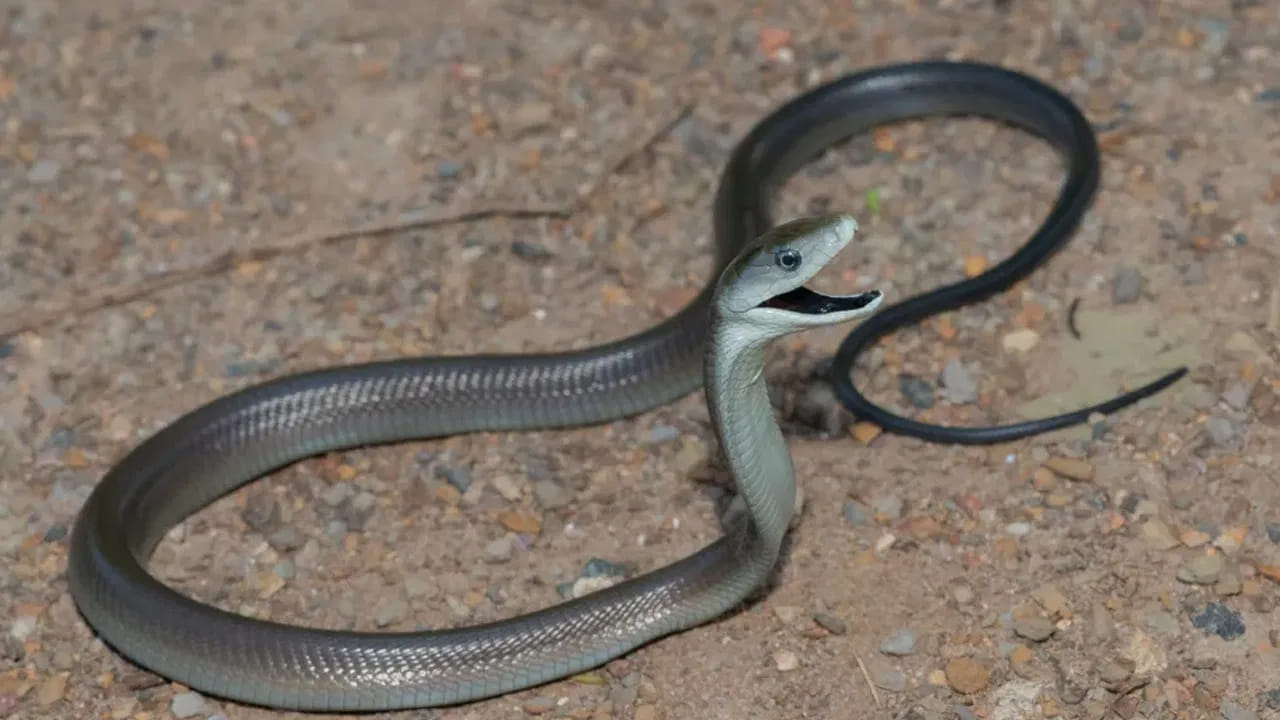 బ్లాక్ మాంబా: ఆఫ్రికా ఖండానికి చెందిన బ్లాక్ మాంబా ప్రపంచంలోనే అత్యంత వేగవంతమైన పాము. ఇది గంటకు 20 కిలోమీటర్ల వేగంతో దూసుకుపోగలదు. దీని నోటి లోపలి భాగం నల్లగా ఉండటం వల్ల దీనికి ఆ పేరు వచ్చింది. ఇది కాటు వేసిన 20 నిమిషాల్లోనే మనిషి కోమాలోకి వెళ్లి మరణించే అవకాశం ఉంది. దీనికి కోపం ఎక్కువ, ఎదురుగా ఎవరున్నా పదే పదే కాటు వేయడం దీని నైజం.
