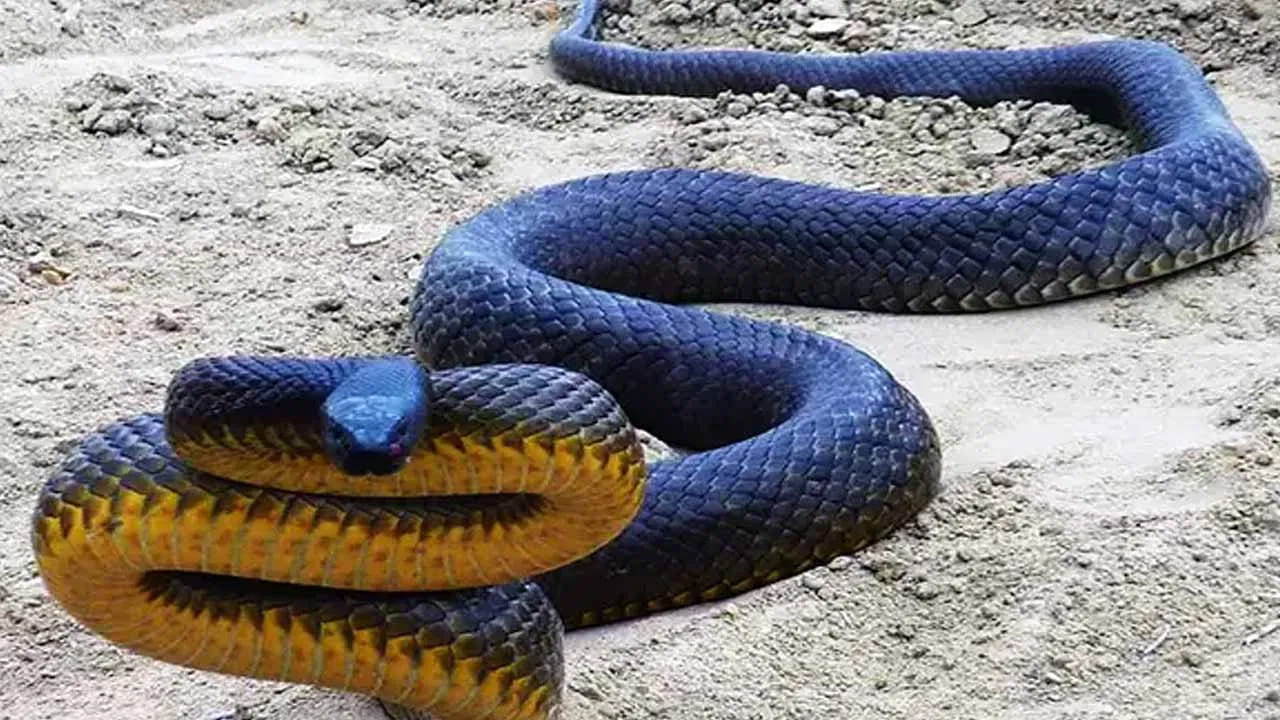Most Dangerous Snakes In The World