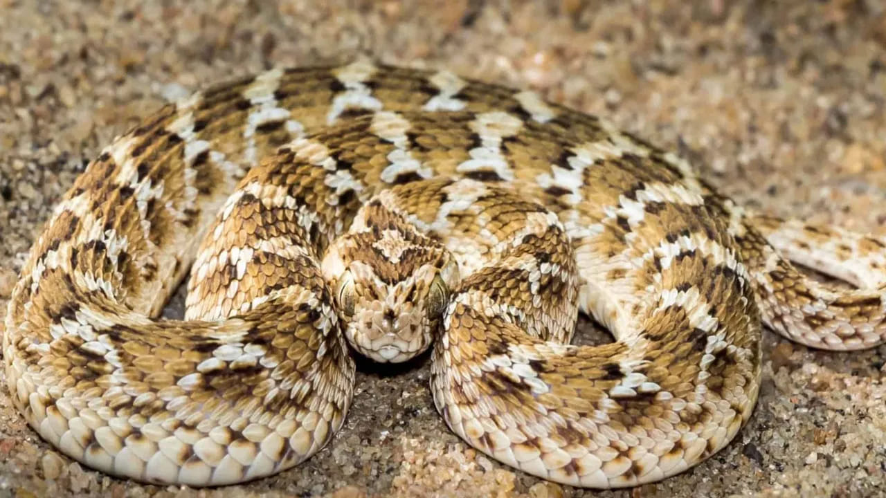 సా-స్కేల్డ్ వైపర్ :  ప్రపంచవ్యాప్తంగా పాము కాటు మరణాలకు ప్రధాన కారణం ఈ చిన్న పామే. ఆసియా, ఆఫ్రికా ప్రాంతాల్లో ఎక్కువగా కనిపించే ఈ వైపర్, ప్రమాదాన్ని పసిగట్టినప్పుడు తన పొలుసులను రుద్దుతూ రంపపు శబ్దాన్ని చేస్తుంది. దీని విషం రక్తాన్ని పలచబరిచి, అంతర్గత రక్తస్రావానికి దారితీస్తుంది.
