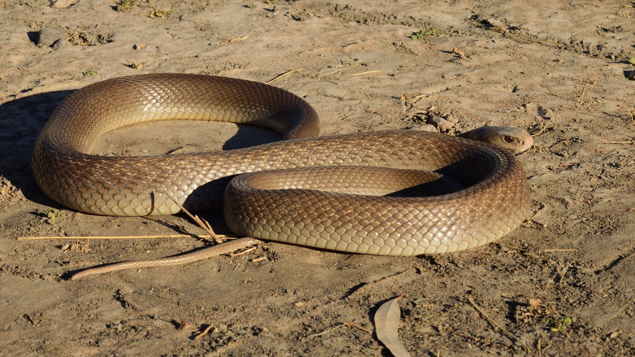 కోస్టల్ టైపాన్: ఆస్ట్రేలియా తీర ప్రాంతాల్లో ఉండే ఈ పాము అత్యంత దూకుడు స్వభావం కలది. దీని వేగం ఎంత ఉంటుందంటే, బాధితుడికి తను కాటుకు గురయ్యాననే విషయం తెలిసేలోపే ఇది పదే పదే కాటు వేసి వెళ్ళిపోతుంది. దీని విషం శరీరంలోని రక్తాన్ని గడ్డకట్టేలా చేస్తుంది. సరైన సమయంలో చికిత్స అందకపోతే అరగంటలోనే మరణం సంభవిస్తుంది.
