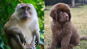 కోట్లు కాదు వందల కోట్లు.. ప్రపంచంలోనే అత్యంత ఖరీదైన జంతువులు ఇవే