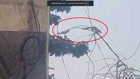 ప్రమాదంలో ఉన్న పిల్ల కోసం తల్లి సాహసం..!