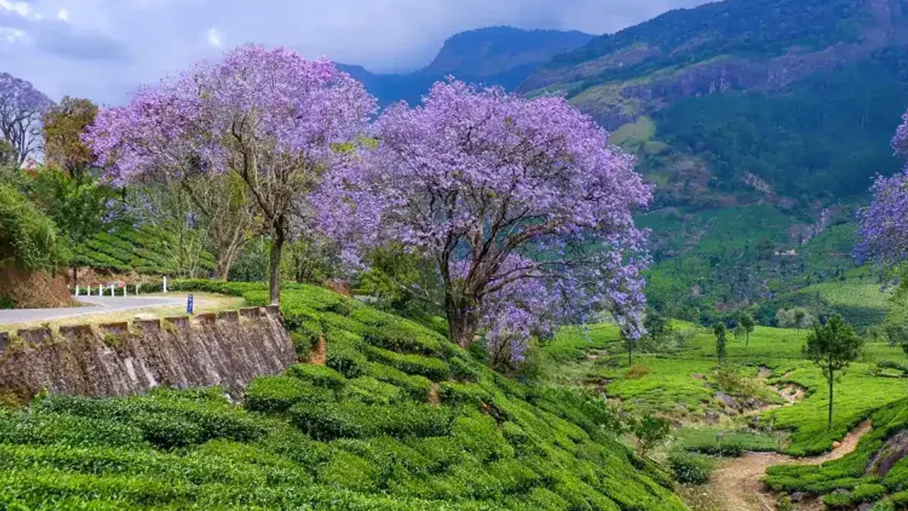 మున్నార్, కేరళ.. 
పచ్చని తేయాకు తోటలతో నిండిన మున్నార్, ప్రకృతి ప్రేమికులకు స్వర్గధామం. చల్లని వాతావరణం, వన్యప్రాణులు ఇక్కడి ప్రధాన ఆకర్షణలు.
