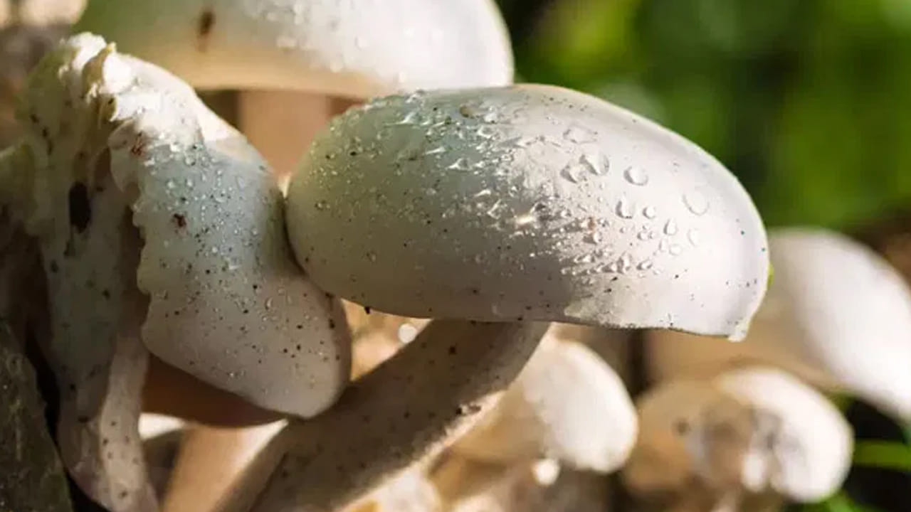 పుట్టగొడుగుల్లో  కాండం, ముఖ్యంగా చెప్పాలంటే  షిటాకే వంటి కాండం మృదువుగా ఉంటుంది. ఎందుకంటే, అవి పీచులా ఉంటాయి. అది మీరెంత ఉడకబెట్టిన  మెత్తబడదు అలాగే ఉంటుంది.
