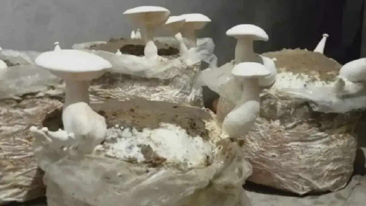 అలాంటి వాటిని తీసి వేయడమే మంచిది. ఇవి  తప్ప వేరేవి తినొచ్చు. మీకు మంచి రుచి కావాలంటే వీటిని కట్ చేసి వండుకోవడం మంచిది. ఒక వేళ వీటిని తిన్నా  కూడా జీర్ణ సమస్యలు వస్తాయి. ఇంకా గొంతు నొప్పి కూడా వస్తుంది.