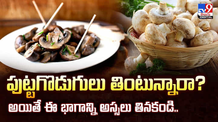 Mushroom: పుట్టగొడుగులు తింటున్నారా ?? అయితే ఈ భాగాన్ని అస్సలు తినకండి.. Mushroom: పుట్టగొడుగులు తింటున్నారా ?? అయితే ఈ భాగాన్ని అస్సలు తినకండి..