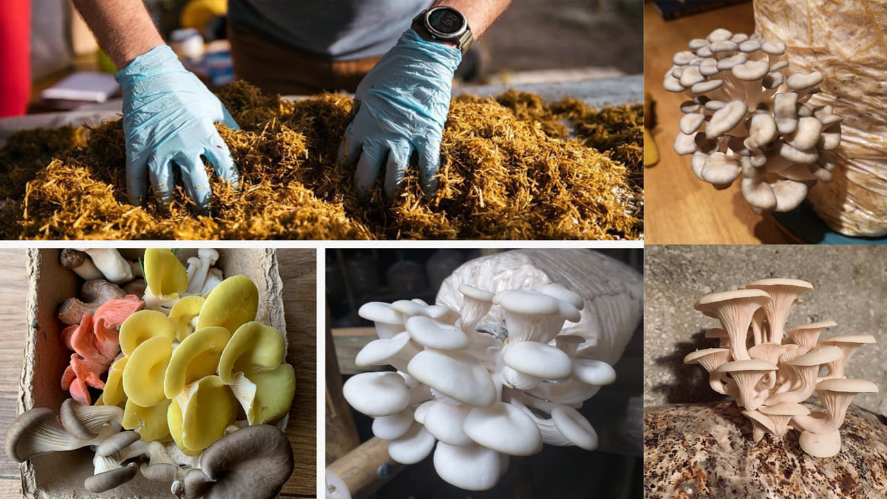 ఇక మష్రూమ్ సాగు కూడా తక్కువ పెట్టుబడితో ప్రారంభించగలిగే లాభదాయకమైన వ్యవసాయం. చిన్న షెడ్ లేదా గది సరిపోతుంది. తక్కువ స్థలంలోనే ఎక్కువ ఉత్పత్తి పొందవచ్చు. ముఖ్యంగా హోటళ్లు, సూపర్ మార్కెట్లు, ఆరోగ్యకర ఆహారంపై ఆసక్తి పెరగడంతో మష్రూమ్‌కు మార్కెట్‌లో మంచి డిమాండ్ ఉంది.