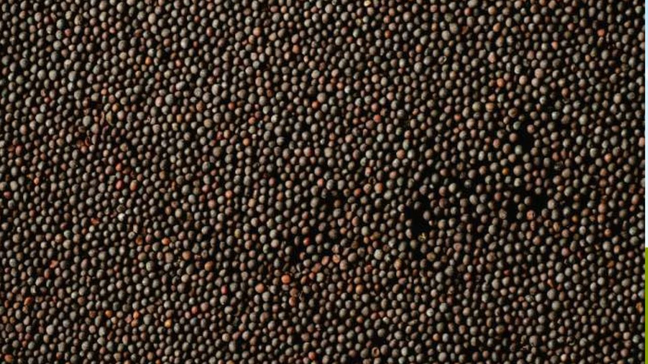 Mustard Seeds Benefits (2)